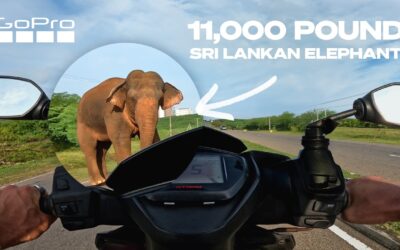 Running from an Elephant | GoPro POV
