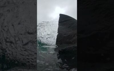 Up Close with a Great White Shark 🎬 Mike Coots #Shorts #SharkWeek