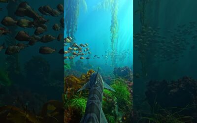 Leopard Shark GoPro POV 🎬 Payton Woods #Shorts #SharkWeek