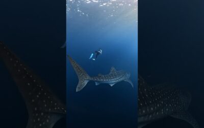 Whale Shark vs Human Size Comparison 🎬 Acep Saepulloh #Shorts #SharkWeek