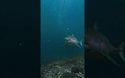 Close Call with Huge Great White Shark 🎬 Fabian Clinton #Shorts #SharkWeek