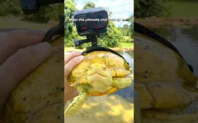 What Happens When You Put a Camera on a Turtle?  #pov #shorts #360video