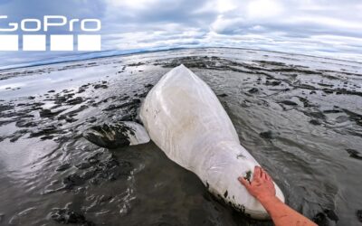 Rescuing a Beluga Whale | GoPro Awards