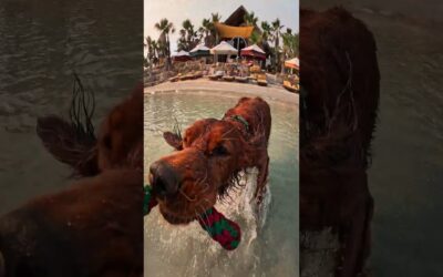 Tug-of-War with Golden Retriever 🎬 Agniya Mikheieva #Shorts #POV