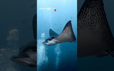 No Rig Needed for Underwater Shots 🐠 | Insta360 Ace Pro 2