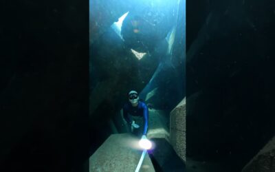 Freediving Through an Underwater Maze 🎬 Asako Honda #Shorts #Diving