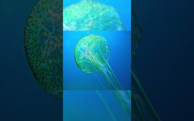 Mesmerizing Jellyfish Close-Up 🎬 Akis Fragos #Shorts #Jellyfish