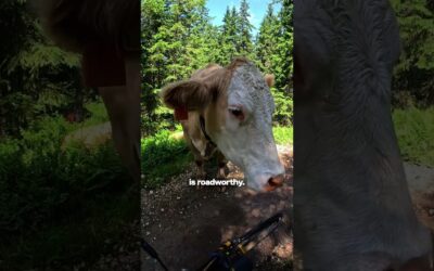 Cow Stops Mountain Biker 🎬 Jason Reiter #Shorts #MTB