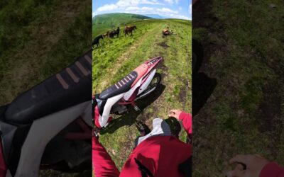 Saving a Wild Horse 🎬 Ilyas Khasanov #Shorts #Horse