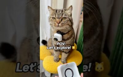 POV: my cat has 9 lives and knows it 🐾😼