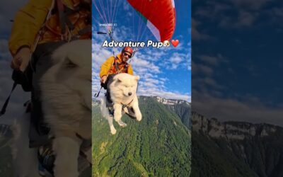 Just another day at the office for this co-pilot 🐶🪂 | Insta360 X5