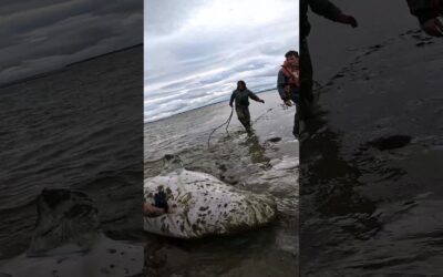 Saving a Beached Beluga Whale 🎬 Mateo Niclas #Shorts #POV