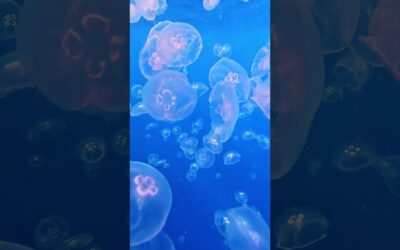 Surrounded by a Swarm of Jellyfish 🎬 Francesca Bertani #Shorts #Jellyfish