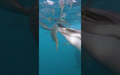Dolphin Dinner Time 🎬 Matar Gershuni #Shorts #Dolphins