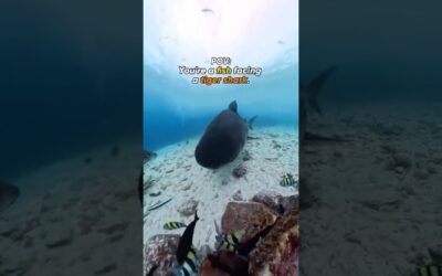 Tiger Shark Trying to Take the Cam for an Underwater Tour 🦈