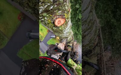 Most Satisfying Job on Earth? 🎬 Robert Knecht #Shorts #TreeTrimming