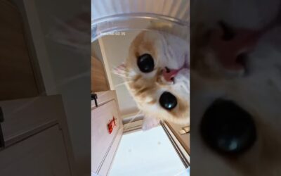 When you become your cat’s water bowl 💧🐱 | Insta360 GO 3S