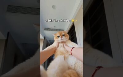 ASMR Treat Time 🐱🎧 | Insta360 GO 3S