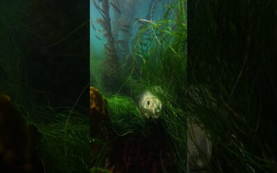 Hide and Seek with a Seal 🎬 Payton Woods #Shorts #Seal