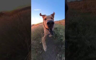 Zoomies never looked this cute 🐾💨 | Insta360 X5