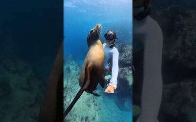 When nature chooses you, you just press record and breathe it in 🦭🩵 | Insta360 X4