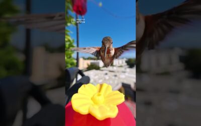 Hummingbird caught snacking in 4K 🐦 | Insta360 GO Ultra