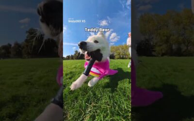 📞🎃 Hi yeah I’d like one small pup-eroni please #halloween | Insta360 X5