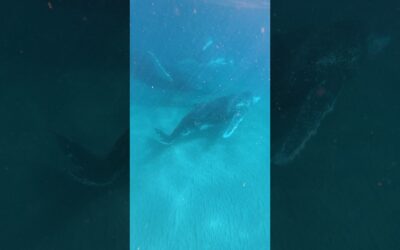 Surfing with Humpback Whales 🎬 Racheal Clark #Whale #Shorts #GoPro