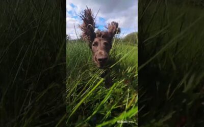 Tell me this isn’t your Sunday mood too 😂🐶｜Insta360 X3