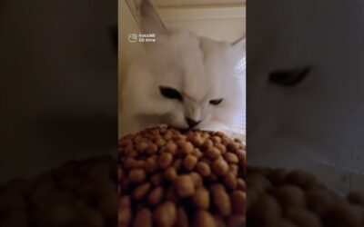 Did NOT expect that bite! 😳🐾｜Insta360 GO Ultra