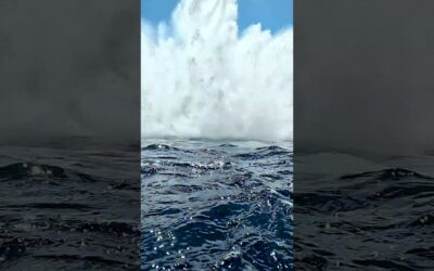 Whale Breach Up Close 🎬 Alvaro Herrero López #Shorts #Whale