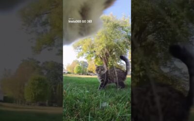 Volume up and meet the chattiest cat in town🐈😂｜Insta360 GO 3S