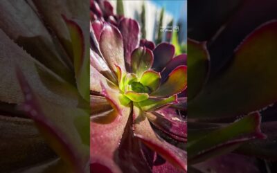 The closer you look, the more you see 🌿 | Insta360 GO Ultra