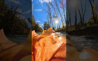 POV: You are a leaf drifting down the river | Insta360 GO Ultra
