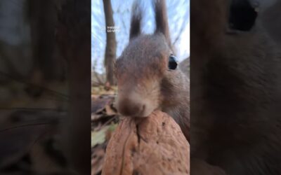 POV: You’re a squirrel getting lunch 🐿️ | Insta360 GO Ultra #shorts #animals #cute