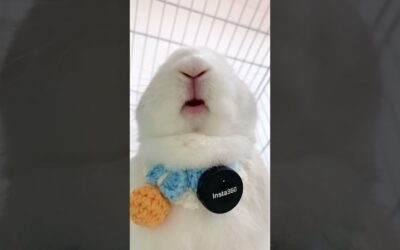 🔊 SOUND ON! Bunny Eating an Apple ASMR #satisfying #viral | Insta360 Mic Air