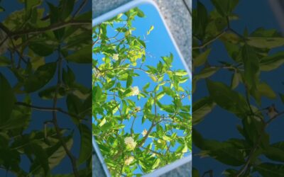 How to Create Cinematic Spring Mirror Shots with a Phone Gimbal | Insta360 Flow 2 Pro