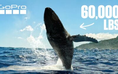 Massive Humpback Whale Lands Next to Swimmer