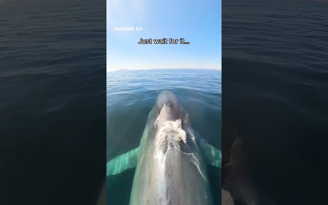 Try hitching a ride on a mucus express 🐳