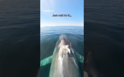 Try hitching a ride on a mucus express 🐳