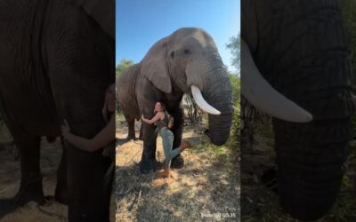 Are You Prepared for a WILDLIFE Encounter? | Insta360 GO 3S