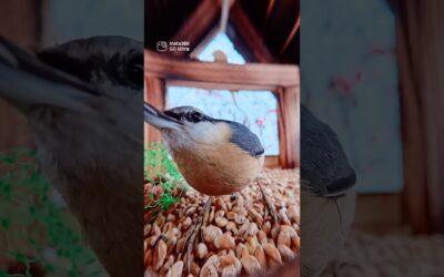 This Close-Up Bird Moment is Insane | Insta360 GO Ultra #wildlife #camera #shorts