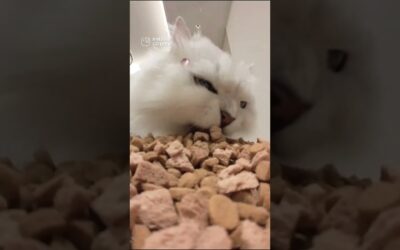 If cuteness was a POV… this would be it 🐾  | Insta360 GO Ultra