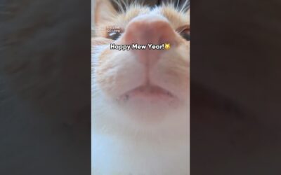 Happy Mew Year from this fluffy friend | Insta360 GO Ultra #cat #newyear #cute