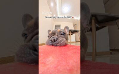 Don’t get between this doggo and his watermelon. 🍉 | Insta360 X5