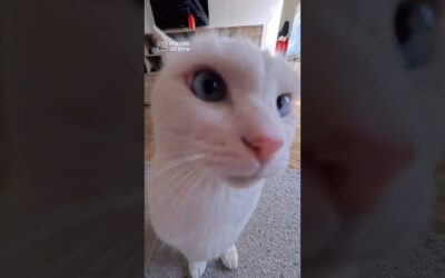 A day in the life of a kitty 🐱 | Insta360 GO Ultra