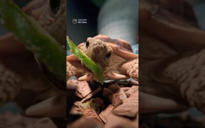 That crunch sound is ASMR gold 🐢 | Insta360 GO Ultra