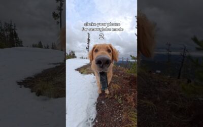 🐶 Snow day = maximum zoomies ❄️ | Insta360 X5