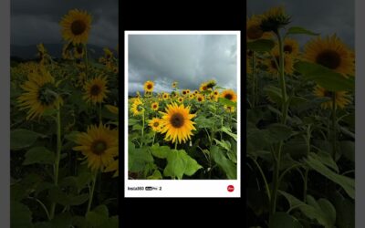 Lost in a Sunflower Field 🌻 | Insta360 Ace Pro 2