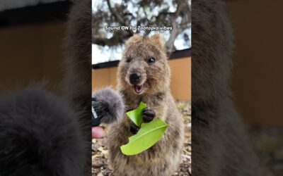 Turn sound ON for the most satisfying quokka ASMR | Insta360 Mic Air #Mukbang #Cozy